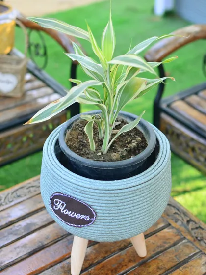 This is another of my tripod planters, this time with a cool blue woven exterior. It's a great way to add a subtle touch of color and texture to your plant display.