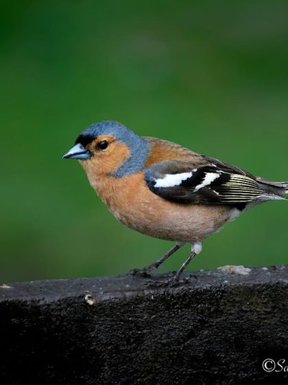 Avian Wonders: A World of Wings photo 81