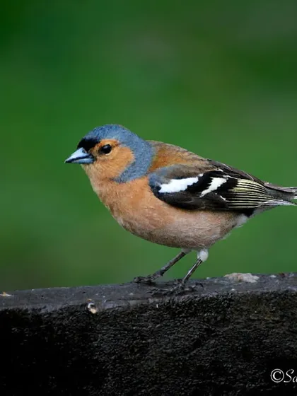 A colorful Eurasian Chaffinch from Scotland. The male's blue-grey cap and pinkish-brown breast are particularly striking.