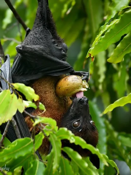 Another shot of the fruit bat, showing its long tongue lapping up the juices. My work aims to show the beauty and importance of all animals, even the misunderstood ones.