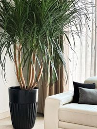 Garden and Interior Plant Styling Advice