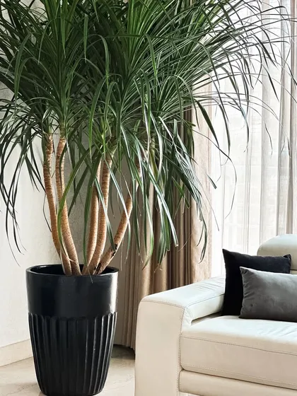 Meet the Dracaena draco, or Dragon Tree. This architectural plant brings a dramatic, sculptural presence to any room. It's a slow-growing, low-maintenance beauty that makes a timeless statement in modern interiors.