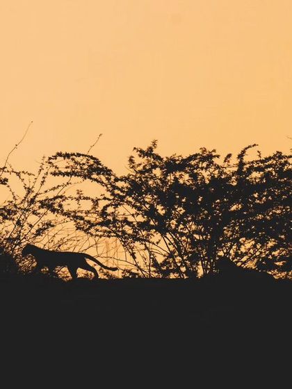 A silhouette of a leopard cub against the sunset as it playfully attempts to stalk a mongoose, learning the essential skills for survival.