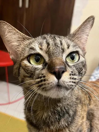 What a gorgeous face! Shifu is a stunning tabby with the most beautiful eyes.