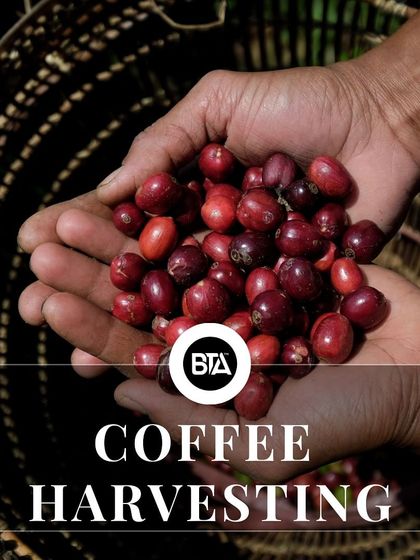 An image of hands holding freshly harvested coffee cherries, representing the first step in the seed-to-cup journey.