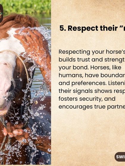 A true partnership means respecting your horse's "no." Listening to their signals and understanding their boundaries is a sign of respect that builds deep, lasting trust.