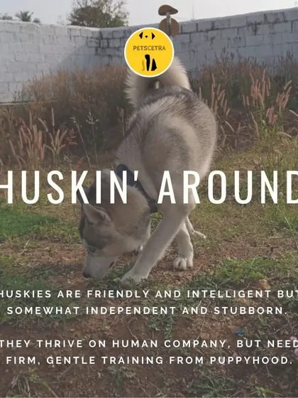 Every breed is unique, and a stubborn but intelligent Husky requires a different approach than other dogs. I customize my training methods based on breed-specific traits, ensuring the training is effective and respects your dog's natural instincts.