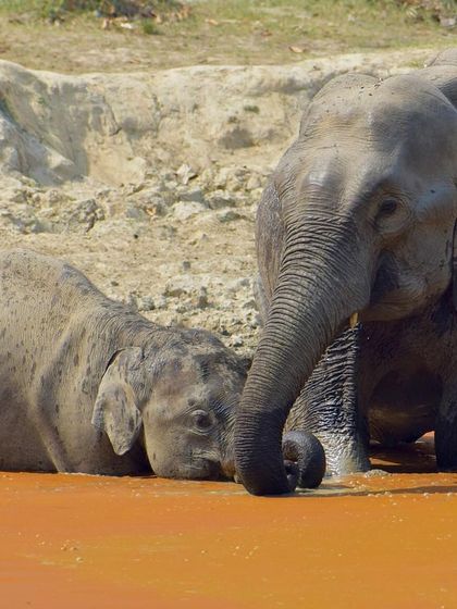 Manya Upadhyay - Travel & Documentary Photography Wildlife Encounters photo 3