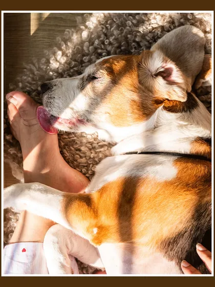 A sun-drenched, sleepy moment from Rrari the Beagle's at-home birthday session. Even the quiet moments of a celebration are beautiful.