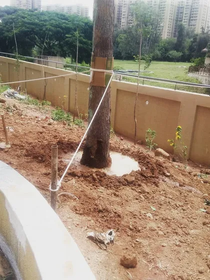 Aftercare is a key part of our service. Here, a newly transplanted tree is supported with sturdy ropes and provided with a water basin to ensure it gets the stability and hydration needed to establish new roots.