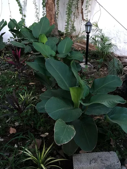 The growth of Calathea Lutea plants in one of our projects. Their large, lush leaves create a dense, tropical screen that provides privacy and a beautiful green backdrop.
