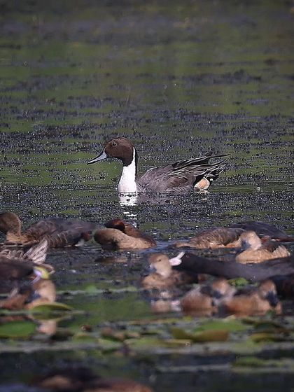 Waders, Ducks & Waterbirds photo 62