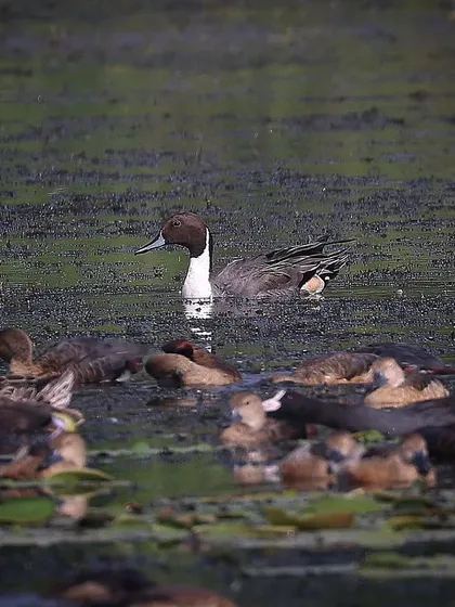 A Northern Pintail male, its distinct plumage making it a standout in the water. This dabbling duck has a huge range, breeding in northern latitudes and wintering almost to the equator.