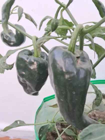 More capsicums growing on the same plant. You can see multiple vegetables at different stages of growth.