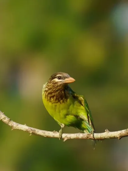 A simple, elegant portrait of the White-cheeked Barbet.