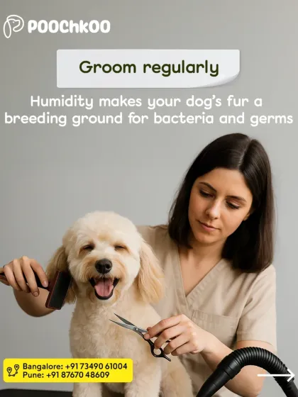 This is the happy face of a freshly groomed pup. We work carefully to give your pet a comfortable and stylish trim, ensuring they leave our salon with a wagging tail. This is what our standard dog grooming and styling service looks like.