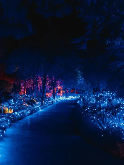 A magical, illuminated pathway through a forest, with thousands of tiny blue lights creating an enchanting, avatar-like experience for guests.
