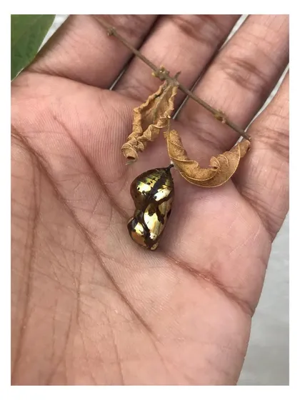 The intricate patterns and metallic sheen of the golden chrysalis are a perfect example of natural fabrication. These are the kinds of details from nature that I seek to echo in my design work.