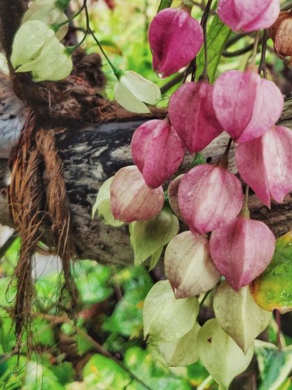 The beautiful, heart-shaped Chinese Lantern flowers.