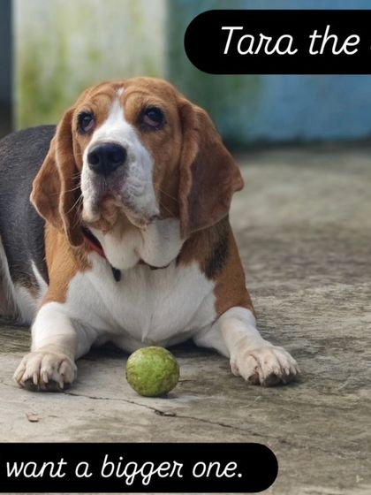 Tara the Beagle, also known as Tara the cow because she loves chomping on grass.