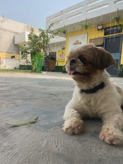 A sweet Shih Tzu enjoying the sunshine and watching the world go by.