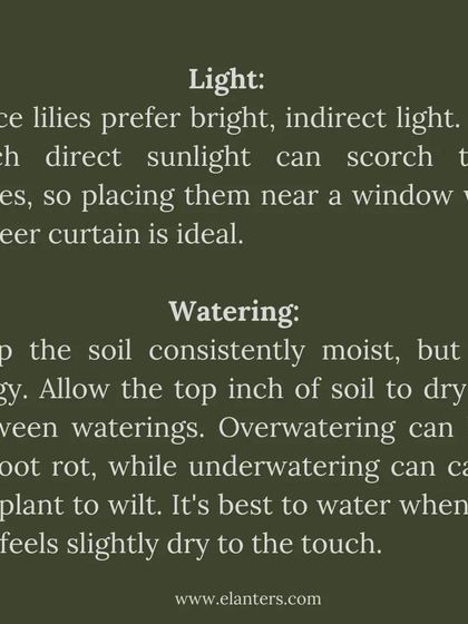 Expert Plant Care & Tips photo 15