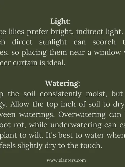 Peace Lily Care Part 1: Light and Watering. They prefer bright, indirect light and consistently moist, but not soggy, soil. Let the top inch of soil dry out before watering again.
