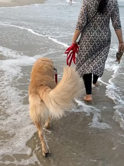 Confident Dogs - Canine Behavior Modification Real Dogs, Real Transformations photo 29