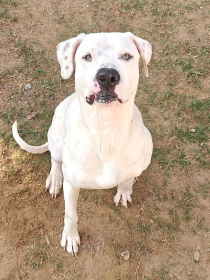 This is Jade, a 5-year-old rescued Pakistani Bully who is boarding with us. He is a strong dog who needs an experienced handler and is currently looking for his forever home.