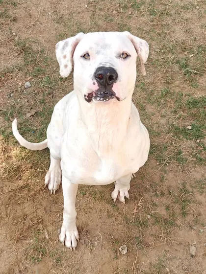 This is Jade, a 5-year-old rescued Pakistani Bully who is boarding with us. He is a strong dog who needs an experienced handler and is currently looking for his forever home.