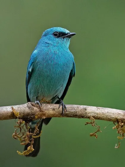 A Verditer Flycatcher, its stunning turquoise-blue plumage making it look like a piece of living jewelry.