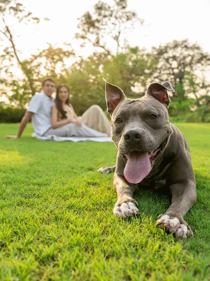 Your pet is family, so of course they should be part of your biggest moments. Millie the Pitbull steals the show, front and center for her parents' engagement photos in Alibaug.