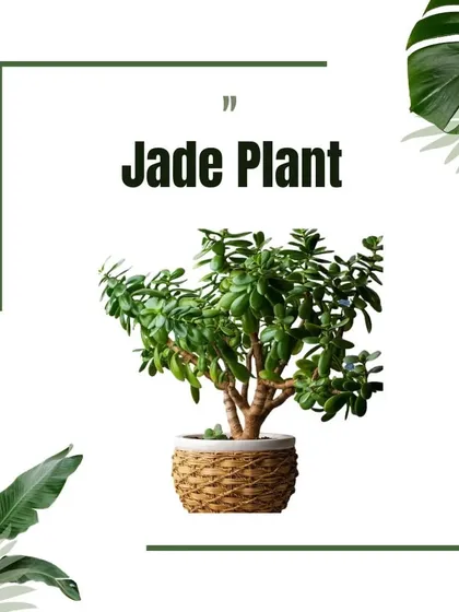The Jade Plant, a succulent known for its tree-like structure and association with good fortune, is another excellent low-maintenance choice we offer.