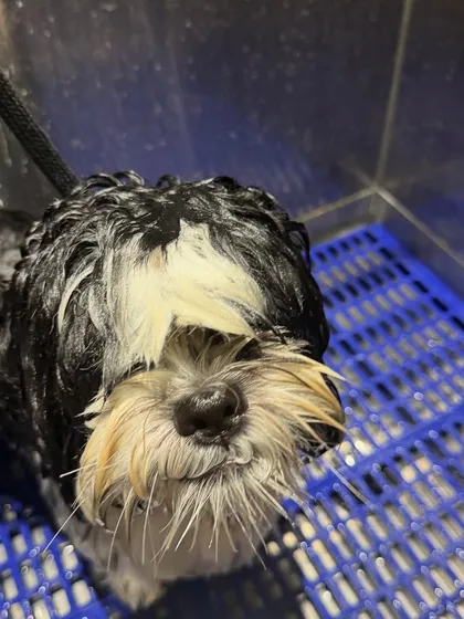 This little Shih Tzu's expression says it all. Even if it wasn't on the agenda, a proper scrub with gentle dog shampoo leaves every pup feeling fresh and clean. I handle all breeds, big and small.