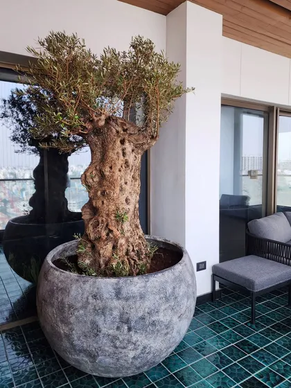 A mature Olive Tree is a statement of pure elegance. We sourced and installed this beauty for a dear client in Hyderabad, transforming their balcony into a Mediterranean escape. We specialize in finding these unique, specimen trees for luxury spaces.