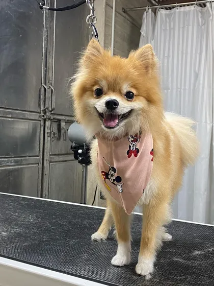Posing with the blow dryer, this little guy is a natural in front of the camera.