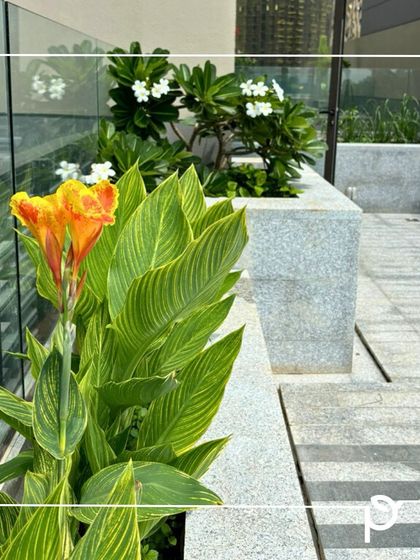 Our Native Plant Showcase photo 36