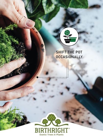 Monsoon care tip: Occasionally shift your pots to ensure all sides of the plant get adequate light and air circulation, which is vital in damp weather.