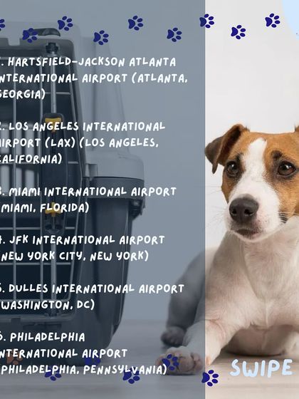 Anvis - Pet Relocation Preparing for Travel: Health, Safety & Documentation photo 14