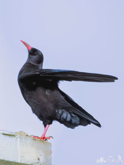 A Red-billed Chough, a member of the crow family adapted to high-altitude life, strikes a pose in Nathang Valley.