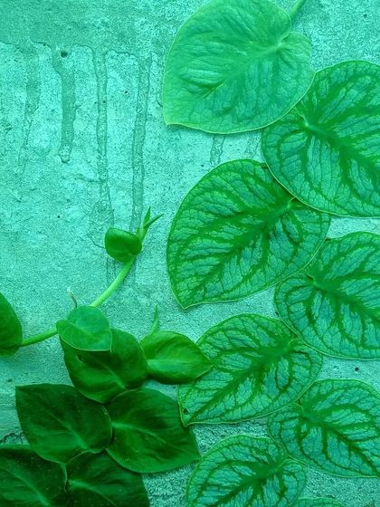 Striking Foliage & Unique Leaves photo 8