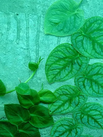 A climbing plant with beautifully patterned leaves, likely a Monstera dubia in its juvenile form. As it climbs, its leaves lie flat against the surface, creating a shingling effect.