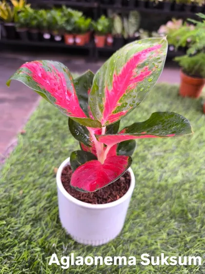 Add a pop of color with the Aglaonema Suksum for just ₹499. Its bright pink and green foliage is sure to make a statement.