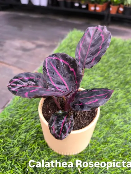 This vibrant Calathea Roseopicta is part of our tabletop collection, available for only ₹499. We offer home delivery across Mumbai for sets of three.
