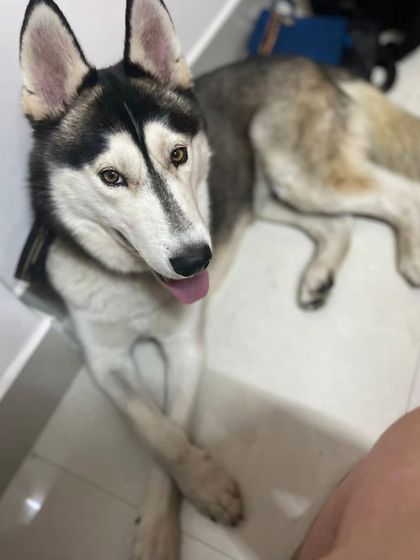 PL Paws - Animal Rescue & Rehabilitation Happy Tails: Our Adoption Stories photo 74