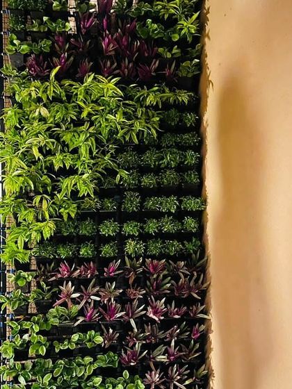 Vertical Garden Setup - Landscape Design & Execution Residential Garden Walls photo 10