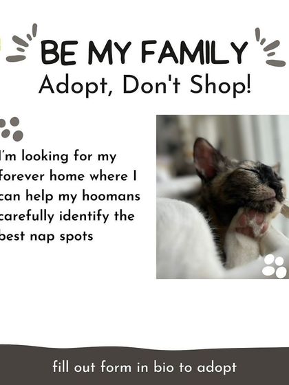 Bean is an expert at identifying the best nap spots in the house. She's looking for a forever home where she can share her very important skills.