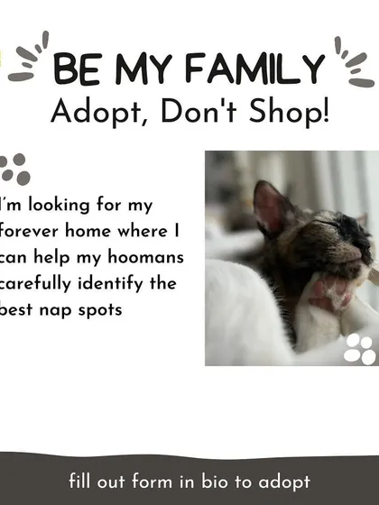 Bean is an expert at identifying the best nap spots in the house. She's looking for a forever home where she can share her very important skills.
