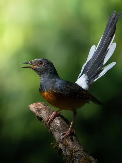A full portrait of the White-rumped Shama, its long, elegant tail on full display.