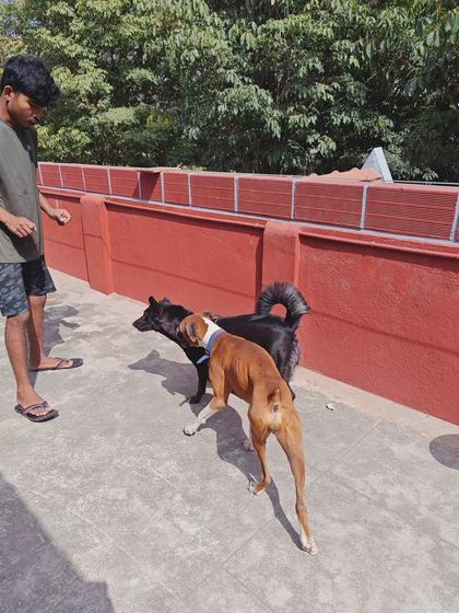 Playtime isn't just for the dogs; it's for us too. I and my staff are always present and engaged, supervising play and making sure every dog feels included and safe.